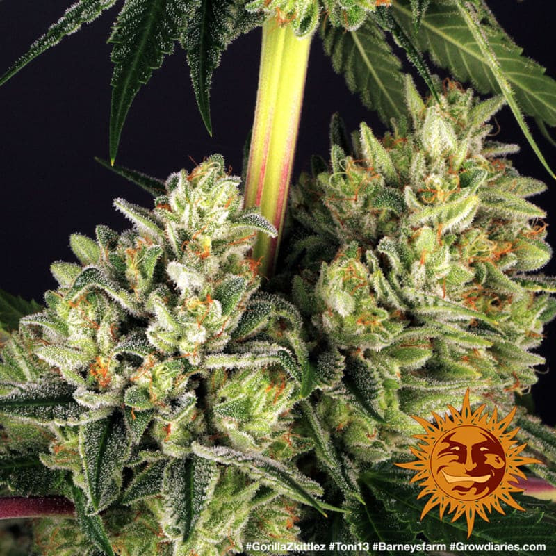 Gorilla Zkittlez - Barney's Farm Gorilla Zkittlez - Barney's Farm