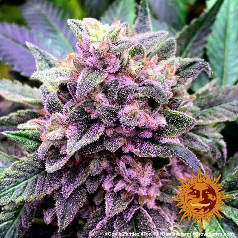 Gorilla Zkittlez - Barney's Farm Gorilla Zkittlez - Barney's Farm