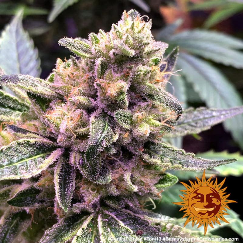 Gorilla Zkittlez - Barney's Farm Gorilla Zkittlez - Barney's Farm