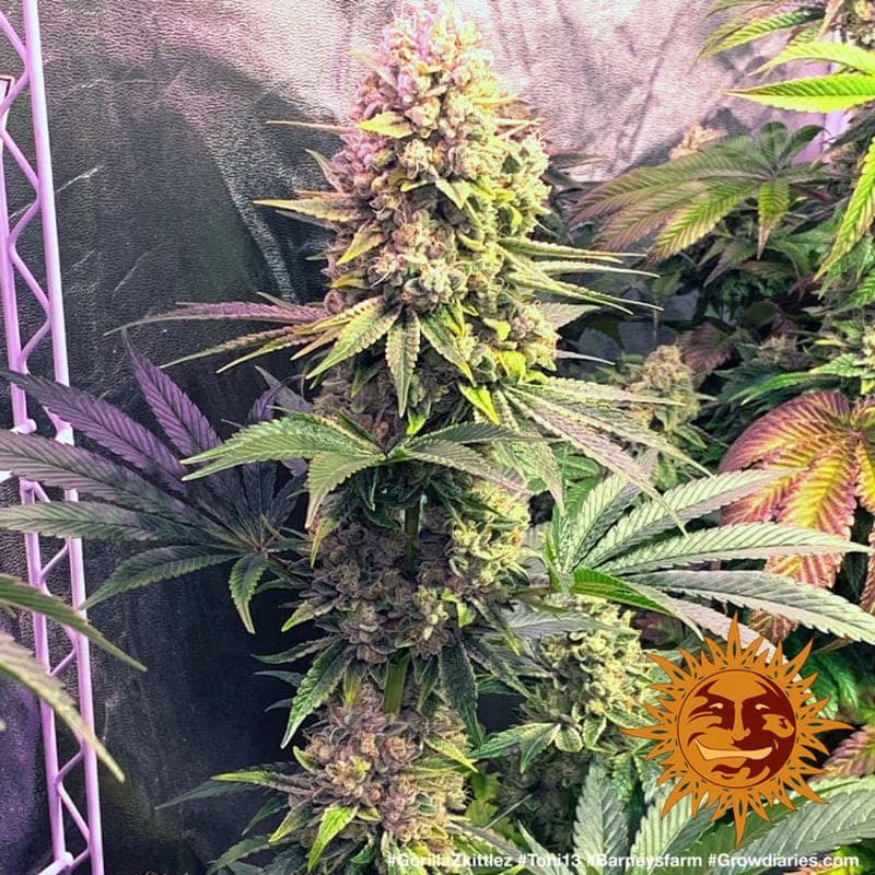 Gorilla Zkittlez - Barney's Farm Gorilla Zkittlez - Barney's Farm