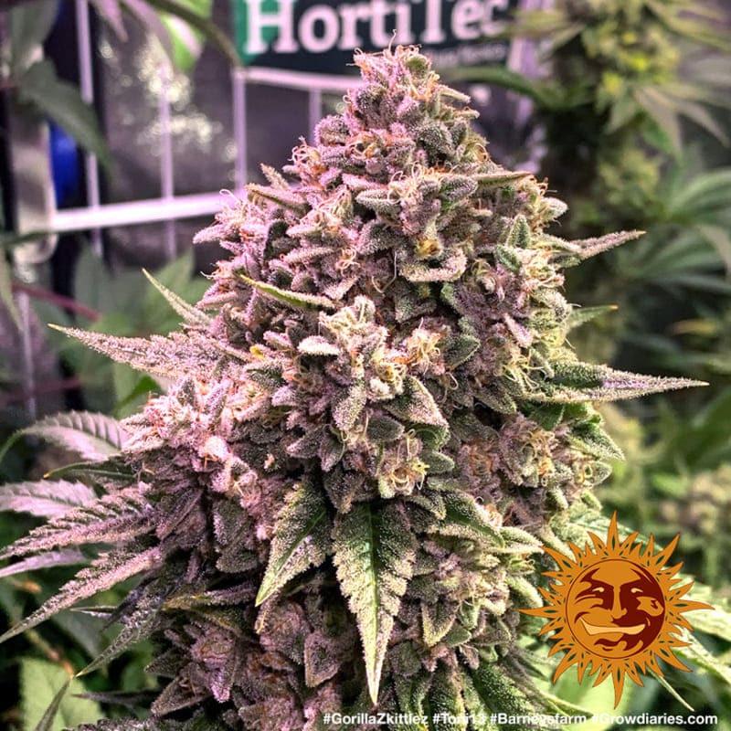 Gorilla Zkittlez - Barney's Farm Gorilla Zkittlez - Barney's Farm