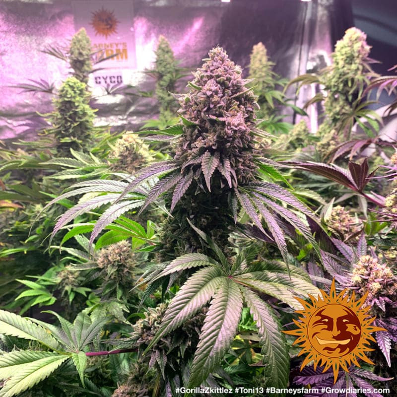 Gorilla Zkittlez - Barney's Farm Gorilla Zkittlez - Barney's Farm