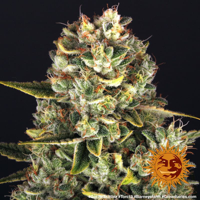 Gorilla Zkittlez - Barney's Farm Gorilla Zkittlez - Barney's Farm