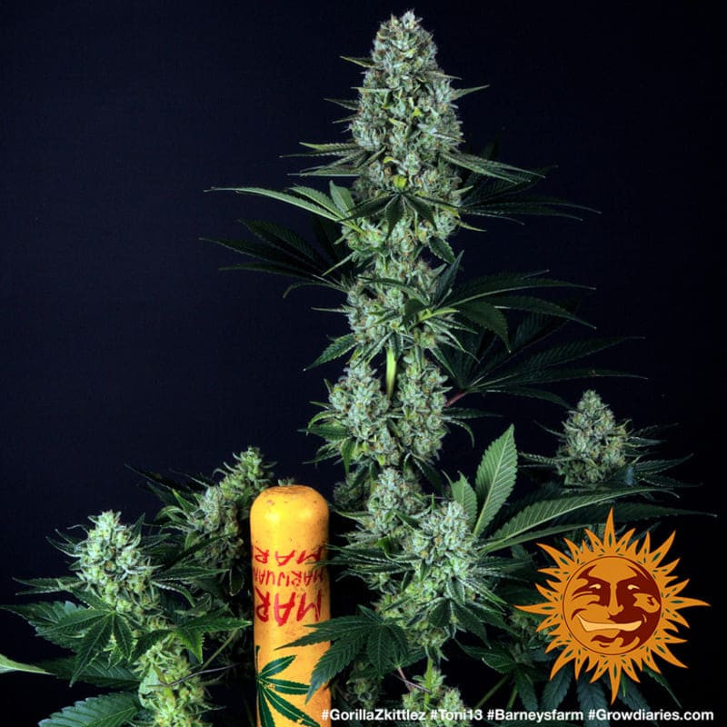 Gorilla Zkittlez - Barney's Farm Gorilla Zkittlez - Barney's Farm