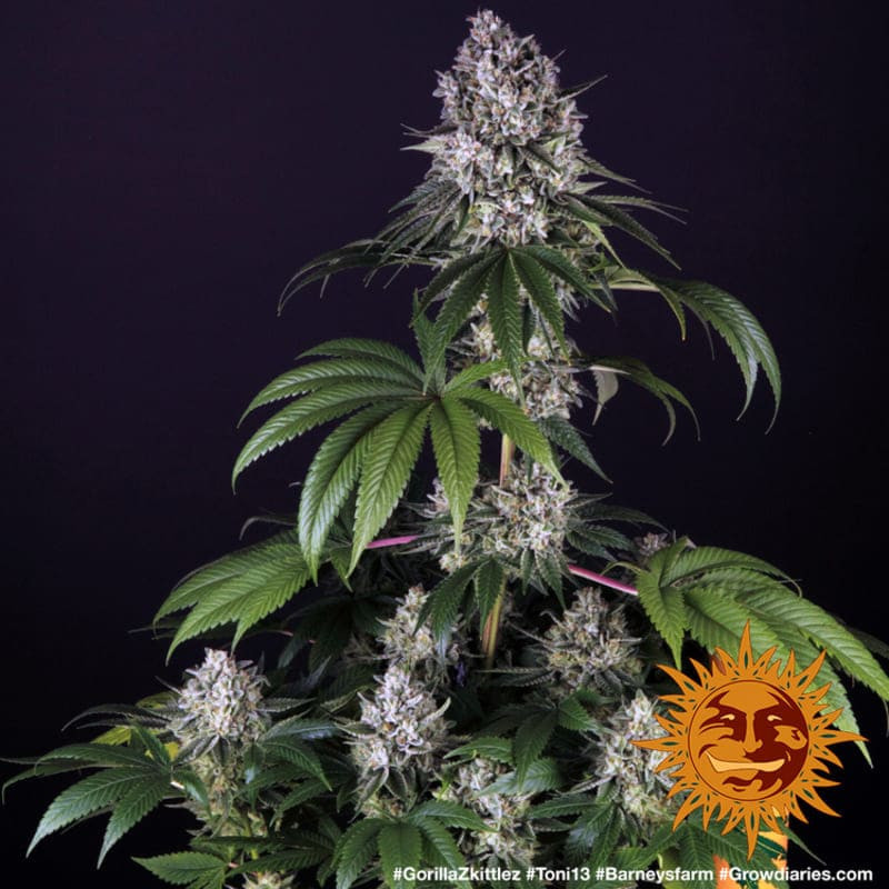 Gorilla Zkittlez - Barney's Farm Gorilla Zkittlez - Barney's Farm