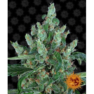 Laughing Buddha - Féminisée - Barney's Farm | ROOTS-SEEDS.FR