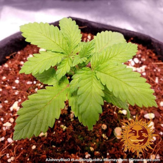 Laughing Buddha - Féminisée - Barney's Farm | ROOTS-SEEDS.FR