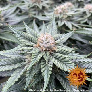 Laughing Buddha - Féminisée - Barney's Farm | ROOTS-SEEDS.FR