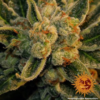 Laughing Buddha - Féminisée - Barney's Farm | ROOTS-SEEDS.FR