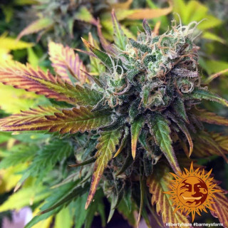 Liberty Haze - Barney's Farm