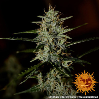 LSD Auto - Barney's Farm