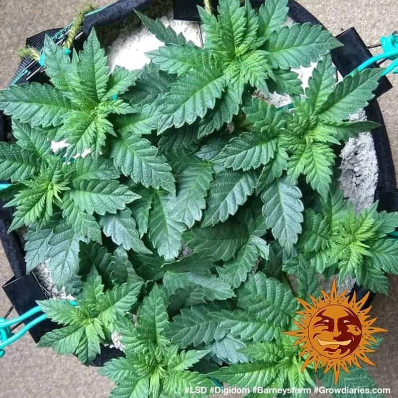 LSD - Barney's Farm LSD - Barney's Farm