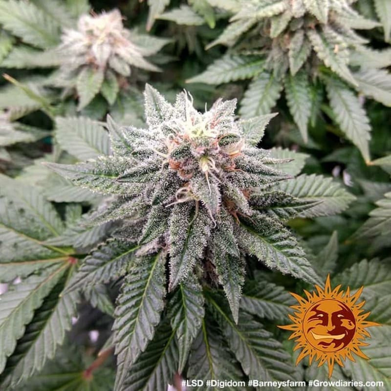 LSD - Barney's Farm LSD - Barney's Farm