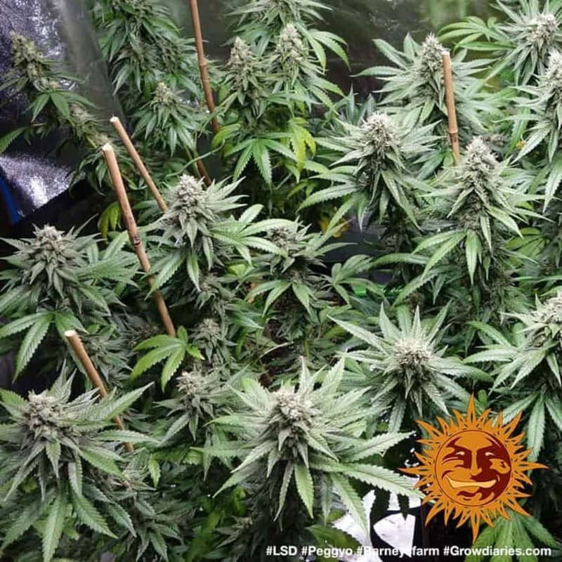 LSD - Barney's Farm LSD - Barney's Farm
