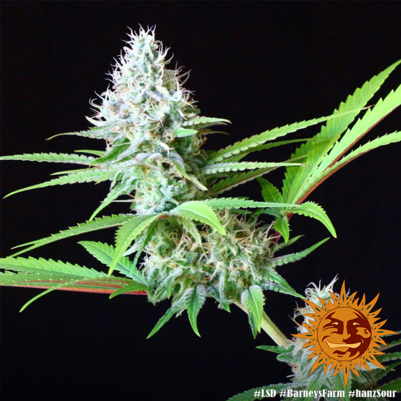LSD - Barney's Farm LSD - Barney's Farm
