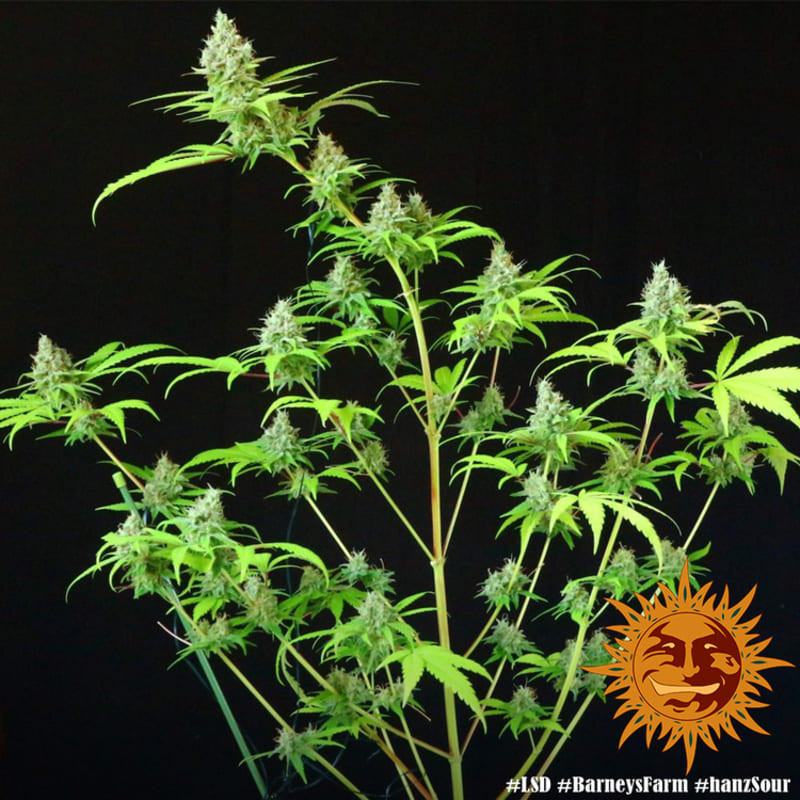 LSD - Barney's Farm LSD - Barney's Farm