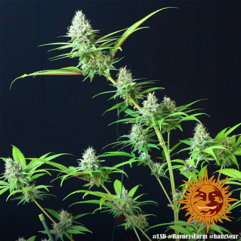 LSD - Barney's Farm LSD - Barney's Farm