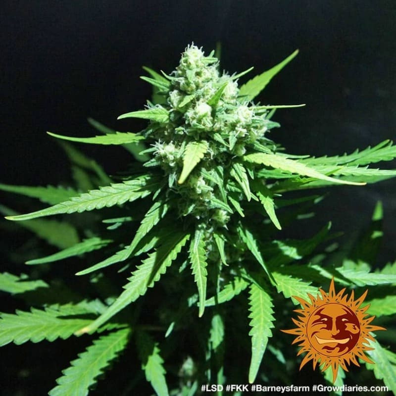 LSD - Barney's Farm LSD - Barney's Farm