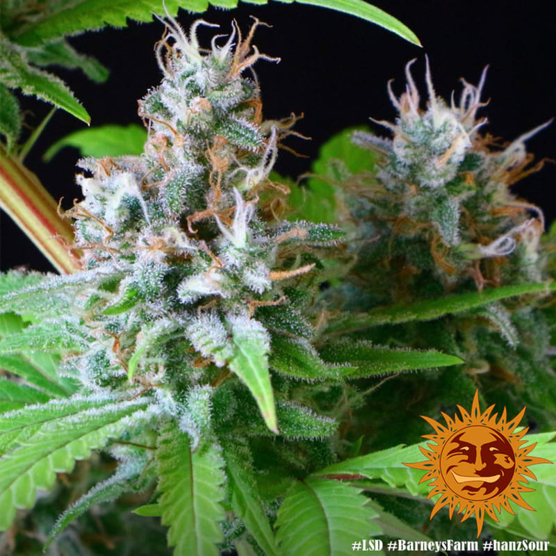 LSD - Barney's Farm LSD - Barney's Farm
