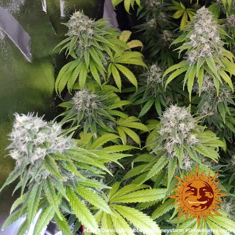 LSD - Barney's Farm LSD - Barney's Farm