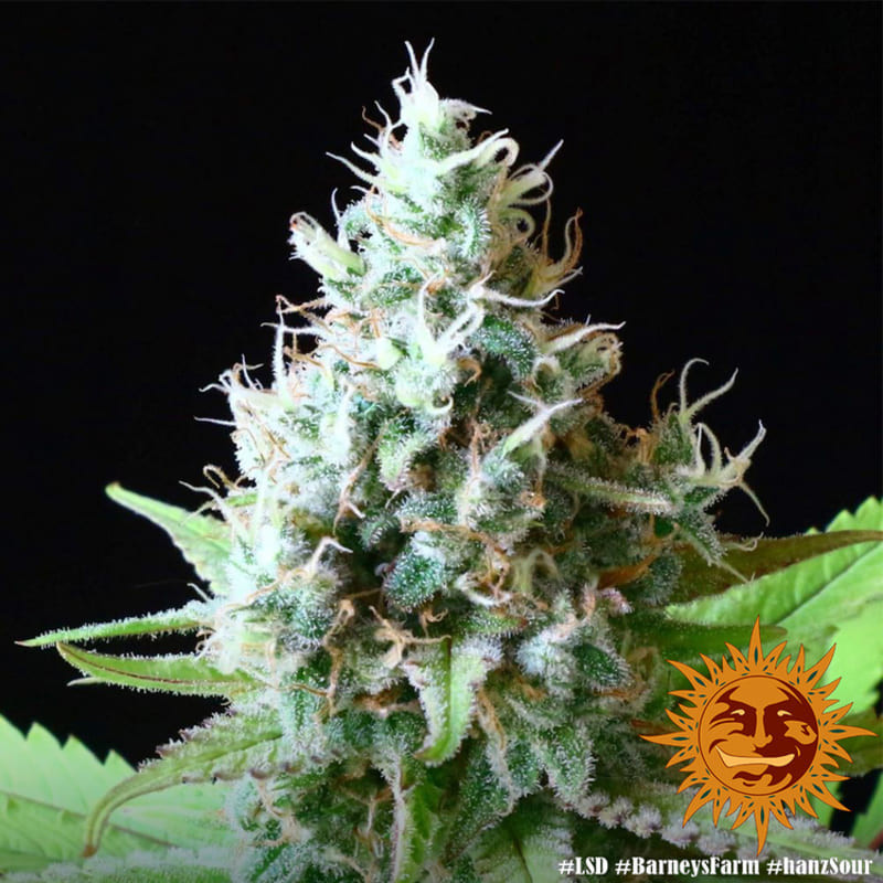 LSD - Barney's Farm LSD - Barney's Farm