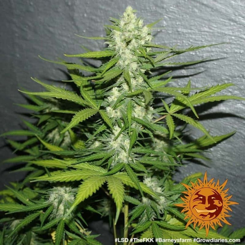 LSD - Barney's Farm LSD - Barney's Farm