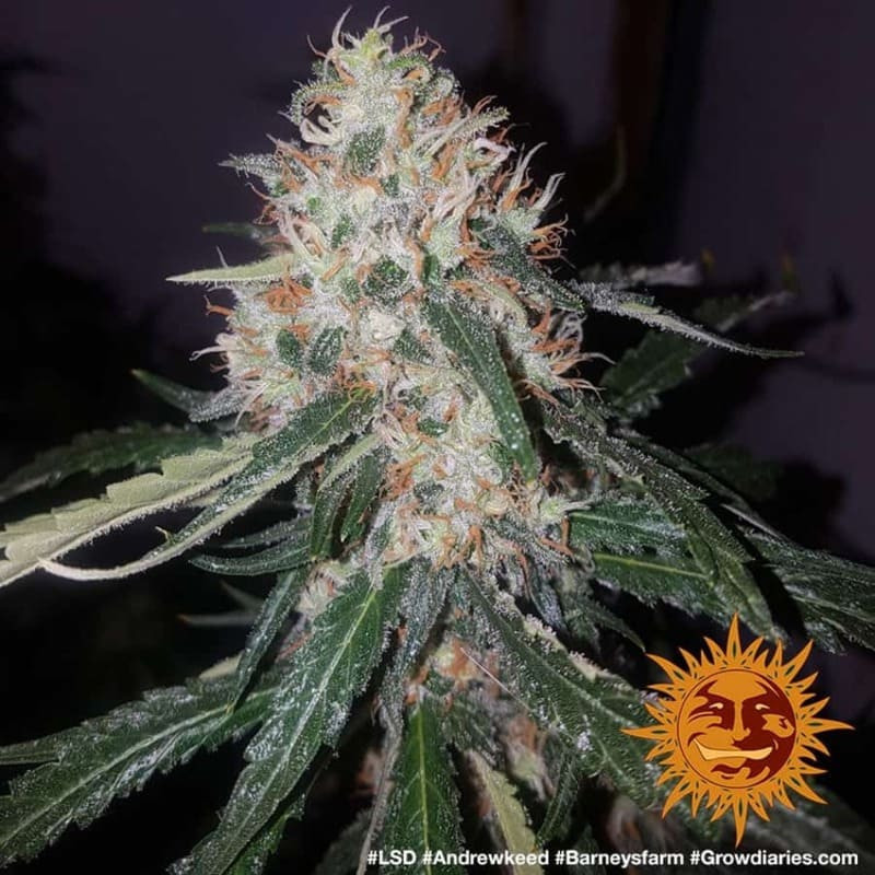 LSD - Barney's Farm LSD - Barney's Farm