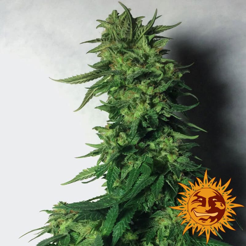 LSD - Barney's Farm LSD - Barney's Farm