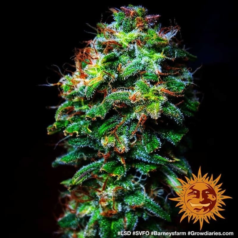 LSD - Barney's Farm LSD - Barney's Farm