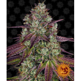 Mimosa Evo - Barney's Farm