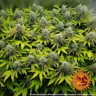 Pineapple Chunk - Barney's Farm