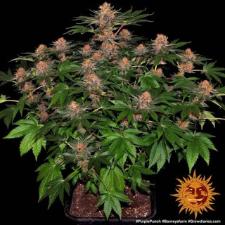 Purple Punch Auto - Barney's Farm