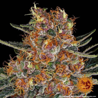 Purple Punch Auto - Barney's Farm