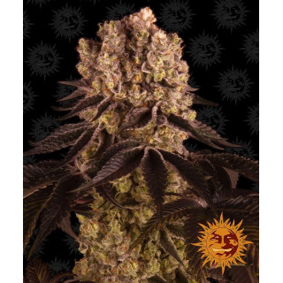 Purple Punch  - Barney's Farm