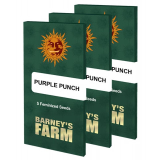 Purple Punch - Barney's Farm