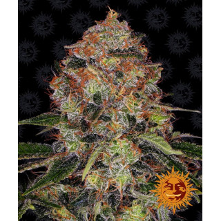 Shiskaberry - Barney's Farm