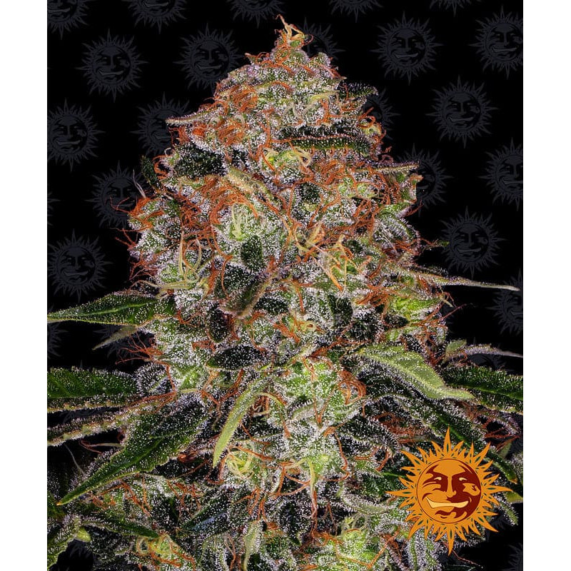 Shiskaberry - Barney's Farm