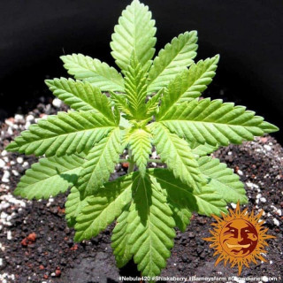Shiskaberry - Barney's Farm