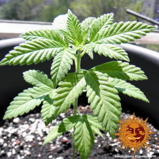 Shiskaberry - Barney's Farm
