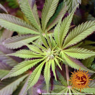 Shiskaberry - Barney's Farm
