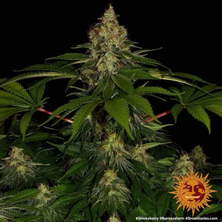 Shiskaberry - Barney's Farm