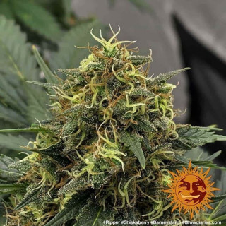 Shiskaberry - Barney's Farm