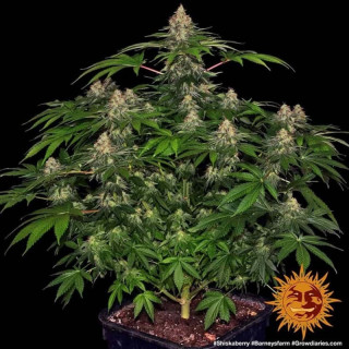 Shiskaberry - Barney's Farm