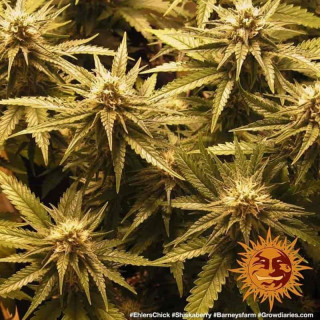 Shiskaberry - Barney's Farm