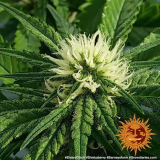Shiskaberry - Barney's Farm