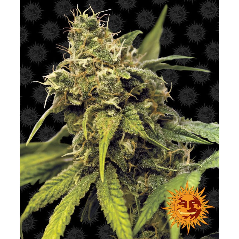 Utopia Haze - Barney's Farm