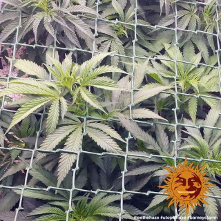 Utopia Haze - Barney's Farm