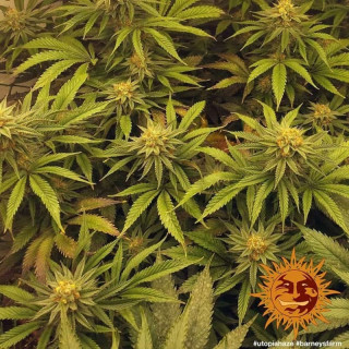 Utopia Haze - Barney's Farm