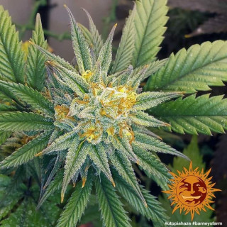 Utopia Haze - Barney's Farm