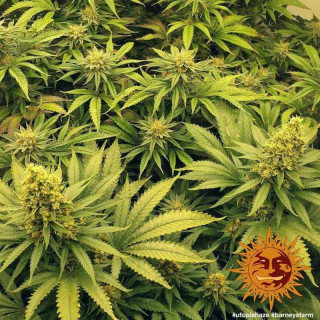 Utopia Haze - Barney's Farm
